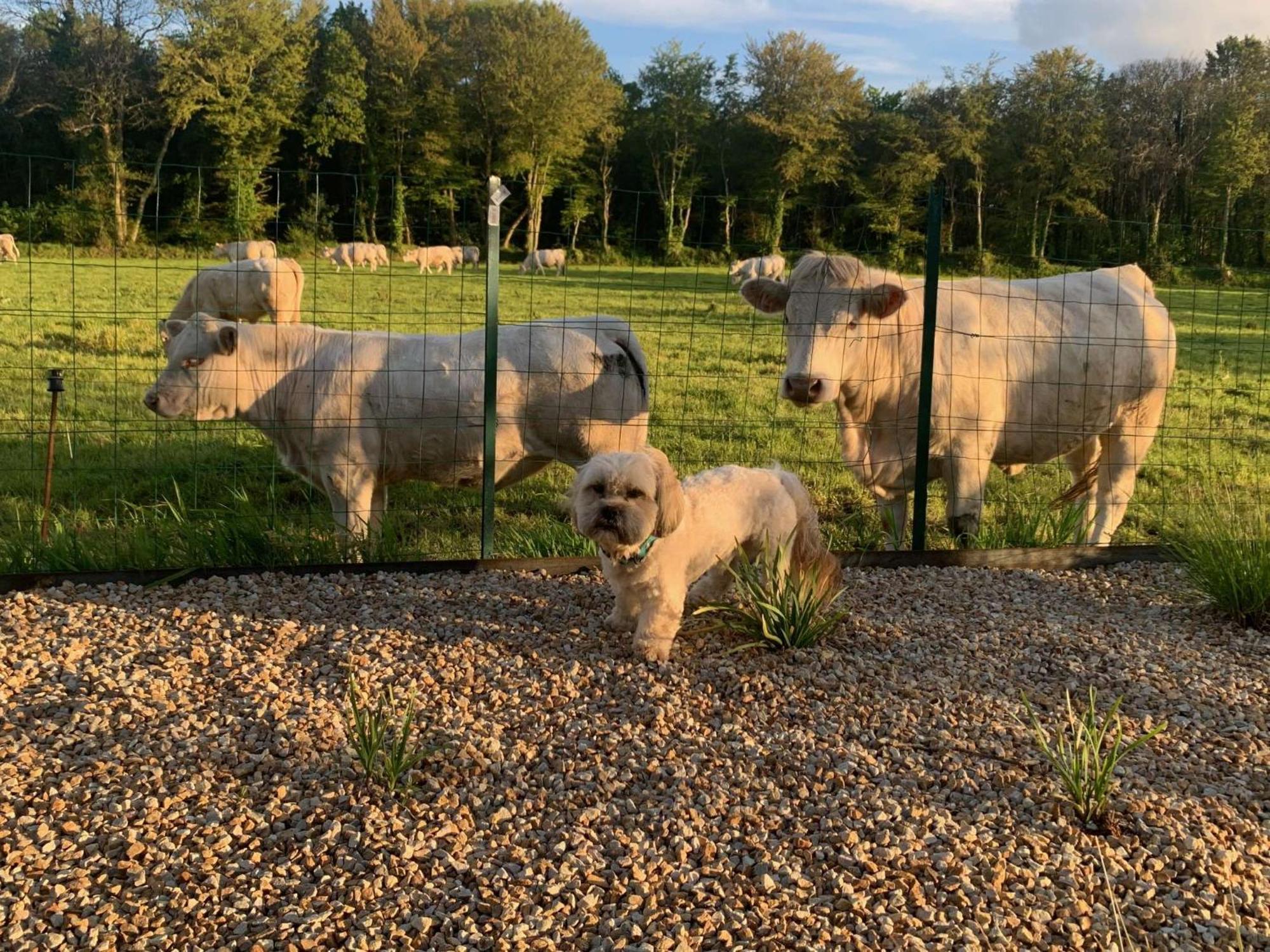 Brit Hotel Lannion-Perros Guirec Εξωτερικό φωτογραφία